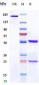 Anti-CLDN6 Reference Antibody (64A)