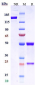 Anti-CLDN6 Reference Antibody (AB1-11)