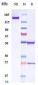 Anti-Complement C5 Reference Antibody (crovalimab)