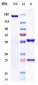 Anti-Complement C5 Reference Antibody (lendalizumab)