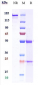 Anti-Complement C5aR1 Reference Antibody (G2 patent anti-C5aR)