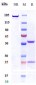 Anti-c-RET Reference Antibody (Regeneron patent anti-RET)