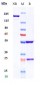 Anti-CRTAM / CD355 Reference Antibody (Oxford Bio patent anti-CRTAM)
