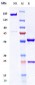 Anti-CSF1R / M-CSFR / CD115 Reference Antibody (axatilimab)