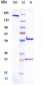 Anti-CSF1R / M-CSFR / CD115 Reference Antibody (emactuzumab)