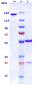 Anti-CSF1R / M-CSFR / CD115 Reference Antibody (LY3022855)