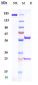 Anti-CSF2 / GM-CSF Reference Antibody (gimsilumab)