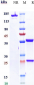 Anti-CSF3R / G-CSFR Reference Antibody (CSL patent anti-G-CSFR)