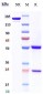 Anti-CTLA-4 / CD152  Reference Antibody (ipilimumab)