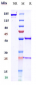 Anti-CTLA-4 / CD152  Reference Antibody (zalifrelimab)