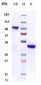 Anti-CTLA-8 / IL-17a Antibody (SY18-VHH-11)