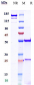 Anti-CTLA-8 / IL-17a Reference Antibody (CAT-2200)