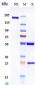 Anti-CTLA-8 / IL-17a Reference Antibody (Xeligekimab)