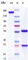 Anti-CX3CL1 / Fractalkine Reference Antibody (quetmolimab)