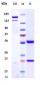 Anti-CXC-ELR Reference Antibody (Lilly patent anti-Pan-ELR+)