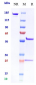 Anti-CXCL12 / SDF1a Reference Antibody (Genentech anti-CXCL12)