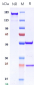 Anti-CXCL4 / PF4 Reference Antibody (U.Penn. patent anti-PF4)