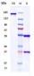 Anti-CXCL9 Reference Antibody (Novimmune patent anti-CXCL9)