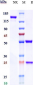 Anti-DC-SIGN / CD209 Reference Antibody (INSERM patent anti-DC-SIGN)