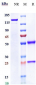 Anti-DDR1 / CD167a Reference Antibody (Imperial College anti-DDR1)