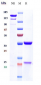 Anti-DKK1 Reference Antibody (BHQ880)