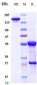 Anti-DLL3 Reference Antibody (Dragonfly patent anti-DLL3)