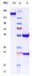 Anti-DSG3 Reference Antibody (Forerunner patent anti-DSG3)