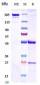 Anti-ERBB2 / HER2 / CD340 Reference Antibody (coprelotamab)