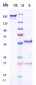 Anti-ERG Reference Antibody (Jackson Foundation patent anti-ERG)