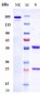 Anti-ETBR Reference Antibody (DEDN6526A)