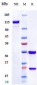 Anti-F3 / Factor III / Tissue Factor / CD142 Reference Antibody (Chugai patent anti-TF)