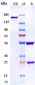 Anti-F3 / Factor III / Tissue Factor / CD142 Reference Antibody (tisotumab vedotin)