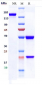 Anti-FGFR1 / CD331 Reference Antibody (Lilly patent anti-FGFR-1)