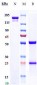 Anti-Fibronectin Reference Antibody (L19-TNF)