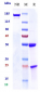 Anti-FOLH1 / PSMA Reference Antibody (rosopatamab tetraxetan)