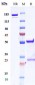 Anti-FOLR1 / FRA Reference Antibody (Dompe patent anti-FOLR1)