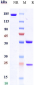 Anti-FZD7 Reference Antibody (U.Toronto patent anti-FZD7)