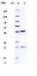 Anti-GPC2 / Glypican 2 Reference Antibody (Nih Patent Anti-Glypican-2)