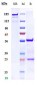 Anti-GPR44 / PTGDR2 / CD294 Reference Antibody (KHK patent anti-CRTH2)