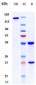 Anti-GPR73 / PROKR1 Reference Antibody (Multiple seq-one in animal)