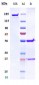 Anti-GREM1 / Gremlin Reference Antibody (Regeneron patent anti-GREM1)
