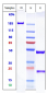 Anti-HGFR / c-Met Reference Antibody (Korea RIBB patent anti-cMet)
