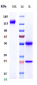 Anti-DLL4 Reference Antibody (demcizumab)