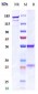 Anti-Histone H4 Reference Antibody (Immunomedics patent anti-Histone H4)