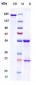 Anti-HTRA1 Reference Antibody (FHTR2163)