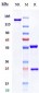 Anti-IAV HA Reference Antibody
