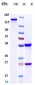 Anti-IAV Reference Antibody 