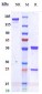 Anti-IDO2 Reference Antibody (LIMR patent anti-IDO2)