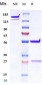 Anti-IFNa1 Reference Antibody (Chinese CDC patent anti-Interferon Alpha)