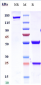 Anti-IL-21 Reference Antibody (Lilly patent anti-IL-21)